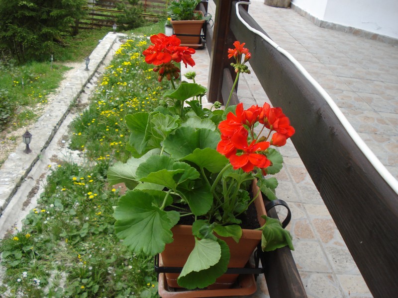DSC08749.JPG