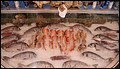 DSC00445.JPG