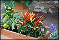 DSC_7637.jpg